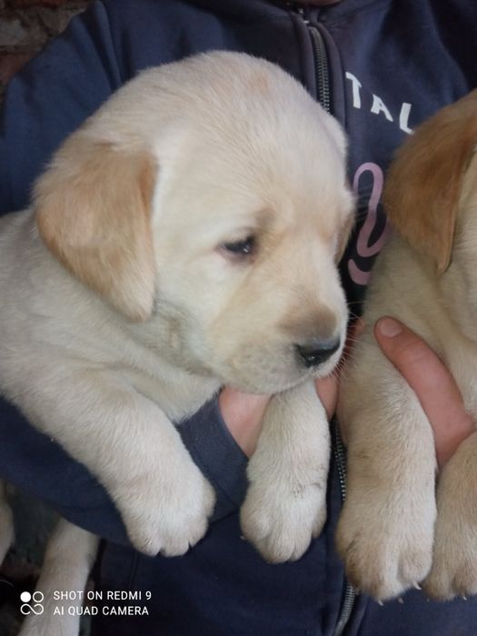 Шикарні Лабрадорчики