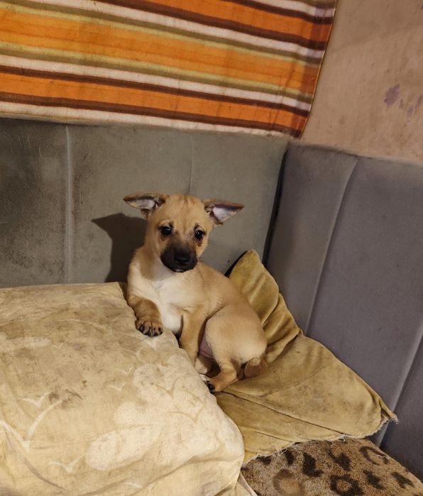 Malutkie 3 miesieczne pieskj do adopcji