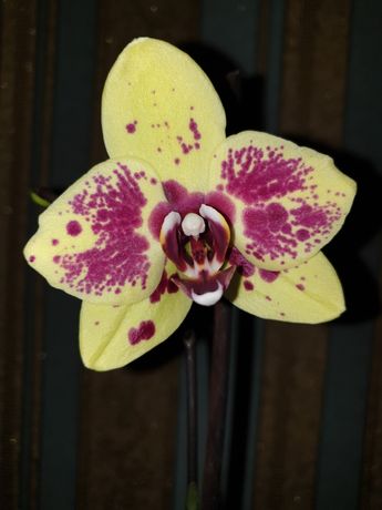 Продам орхидею фаленопсис