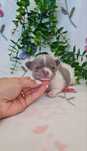 Maravilhosa Lilac Chihuahua. Chiuaua de linhagem Russa, Qualidade top