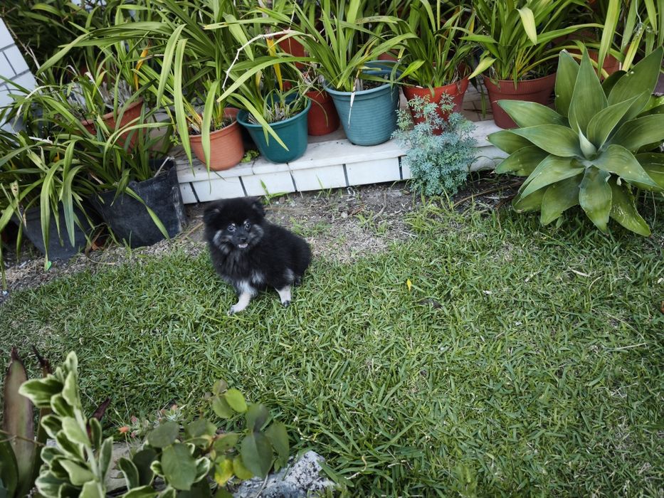 Spitz alemão anão Lulu da Pomerânia criado em ambiente familiar