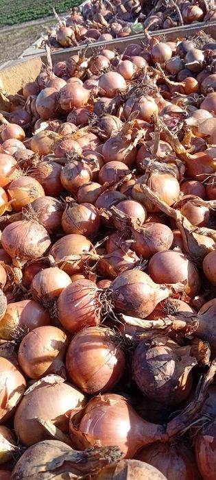 Cebula Rijnsburger duża i drobna