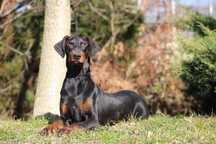 Doberman młody pies