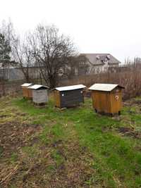 Ule warszawskie z pszczołami