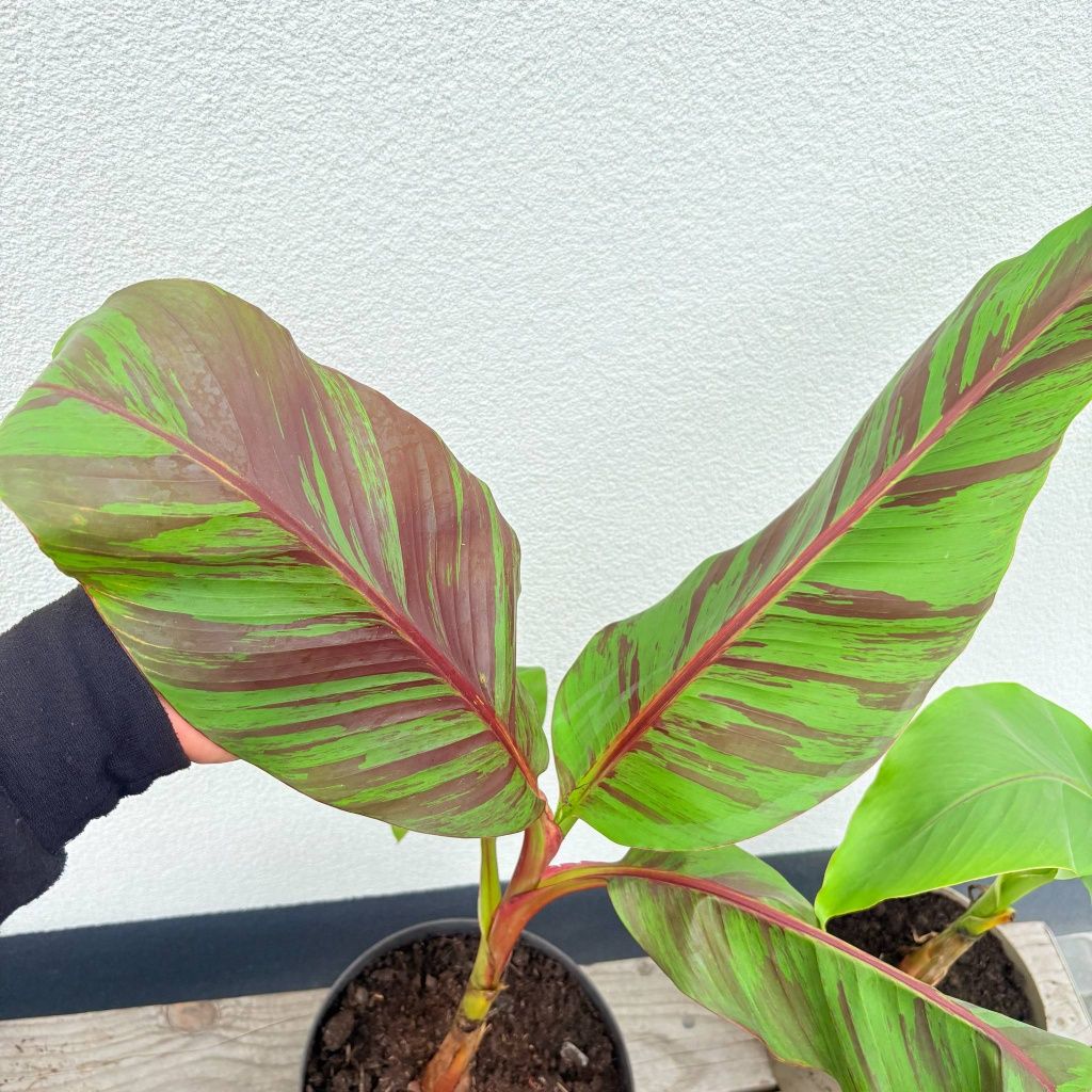 Bananowiec Banan Musa Sikkimensis "Ever Red" sadzonki