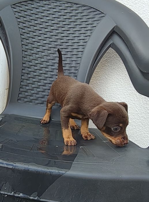 Pinscher macho chocolate