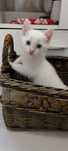 Gatinhos para adopção