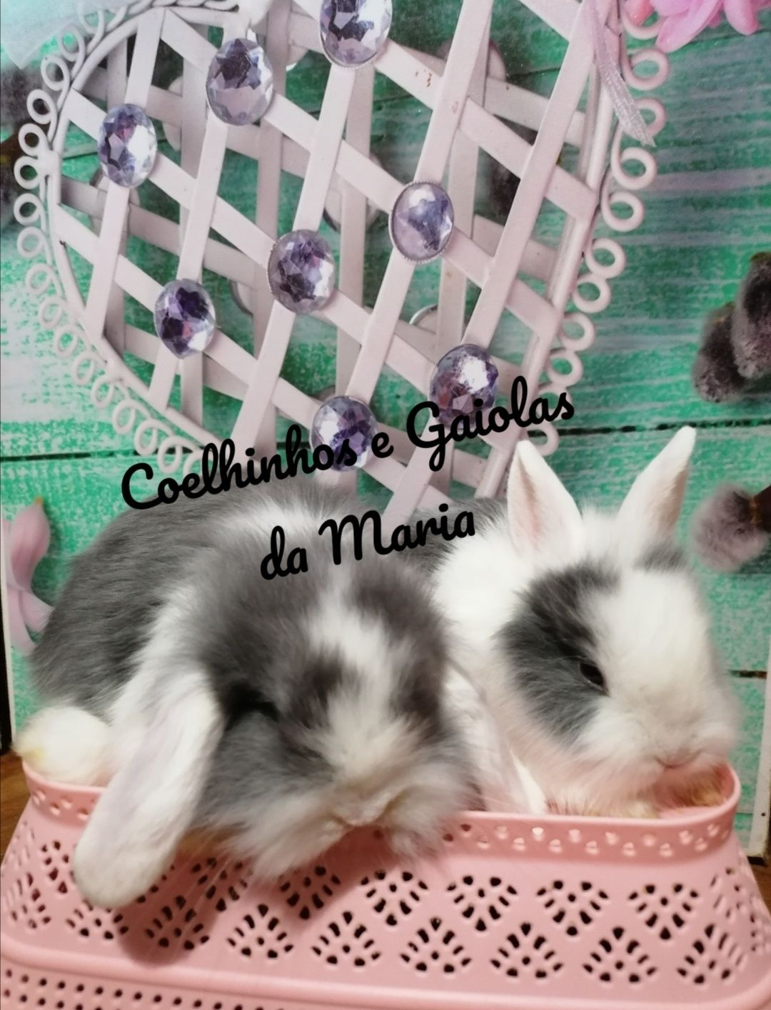 KIT Coelhos Anões Mini Toy, Holandêz, Tedy, Mini Lop Belier Orelhudo