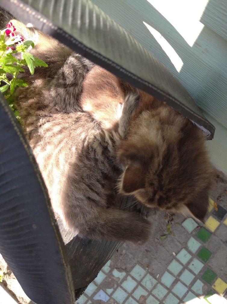 Котята в добрые руки