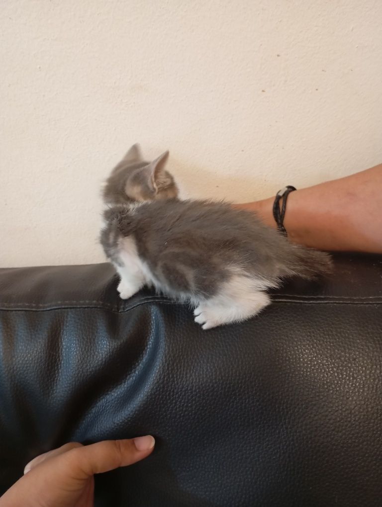 Gatinhos para adoção