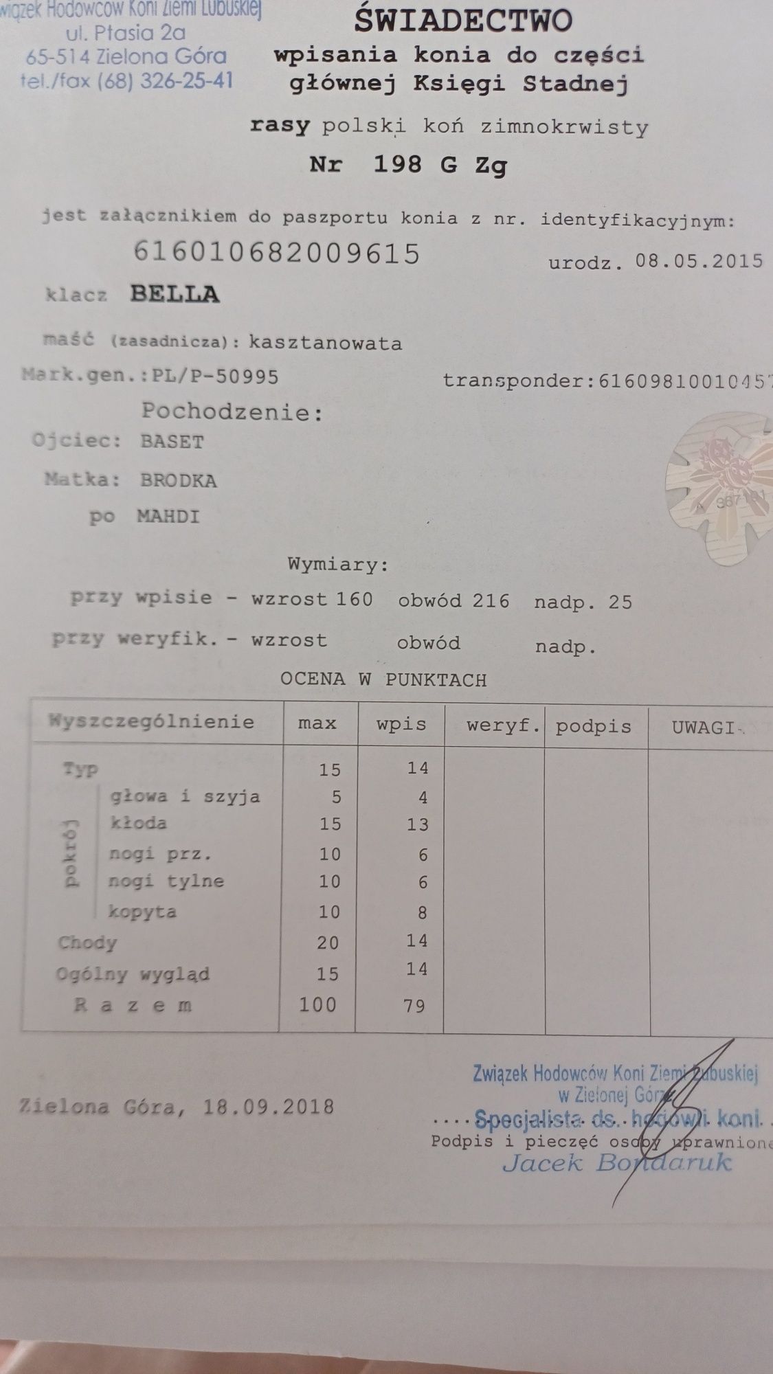 Klacz zimnokrwista