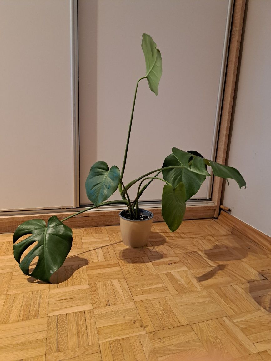 Monstera roślina