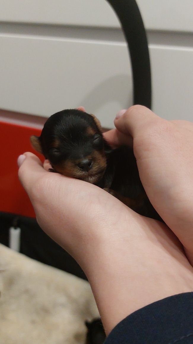 York Yorkshire  Terrier. Suczka  . Rodowód +chip