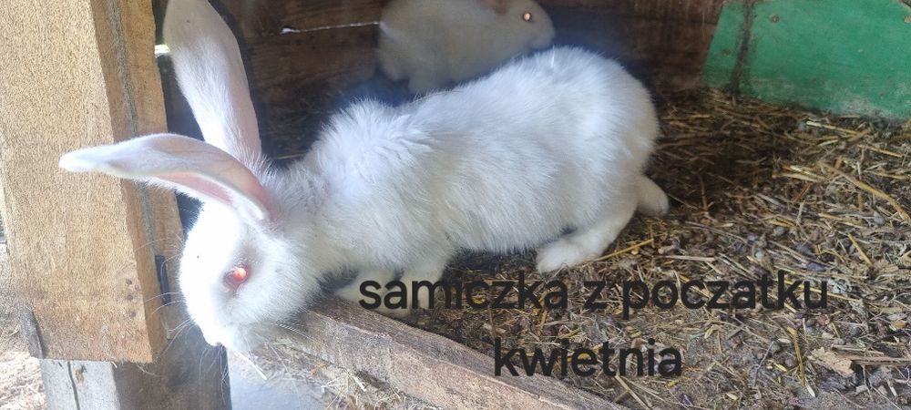 Króliki belgijskie i baranki czysto rasowe