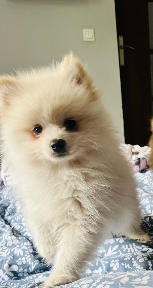 Pomeranian szpic miniaturowy ZKwP sliczny chlopczyk