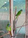 Conures cabeça azul