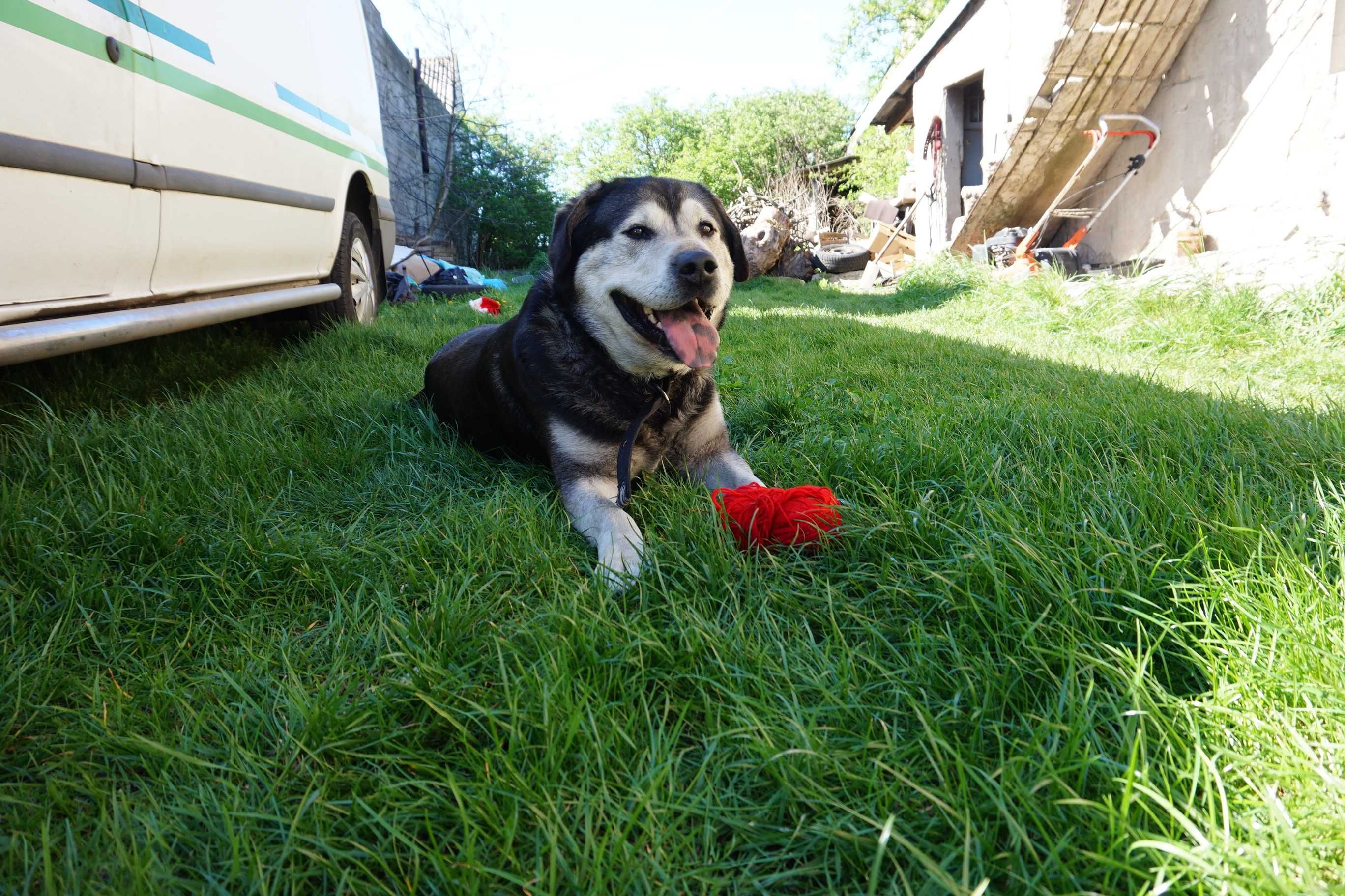 Mieszaniec husky i labradora szuka kochajacej rodziny