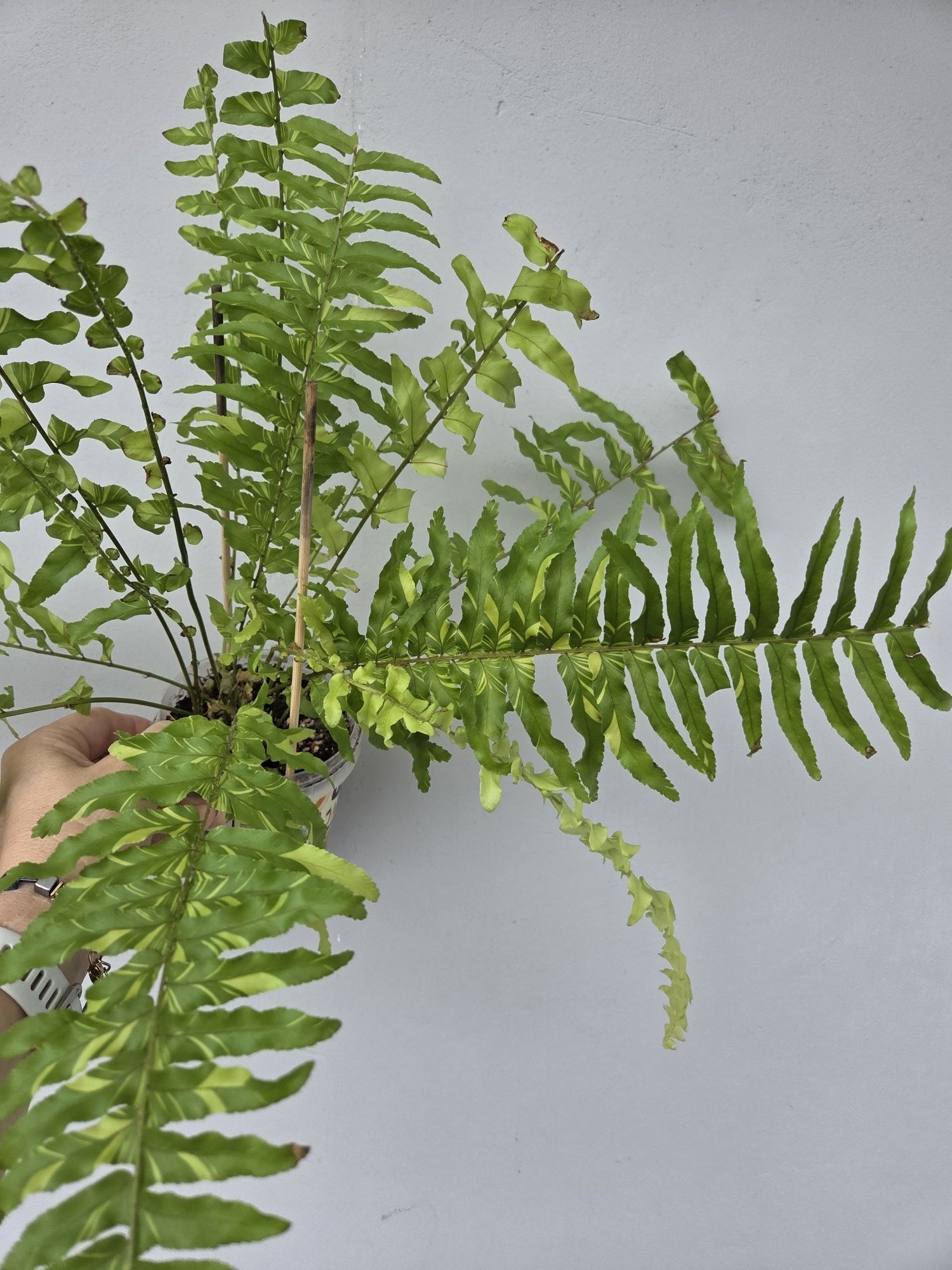 Paproć Variegata