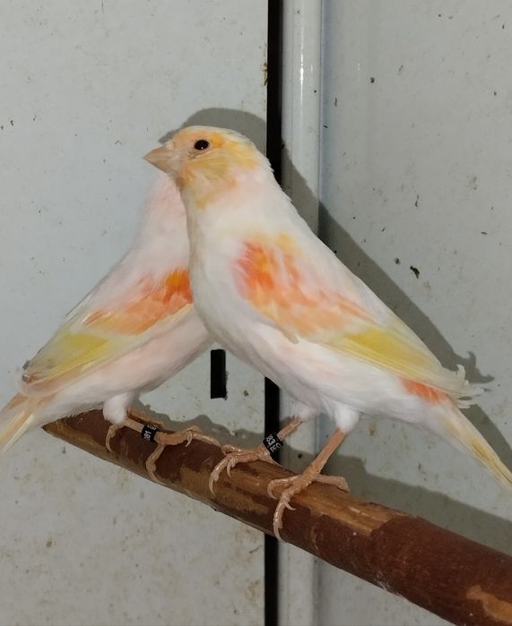 Samce kanarki czerwone i mozaiki