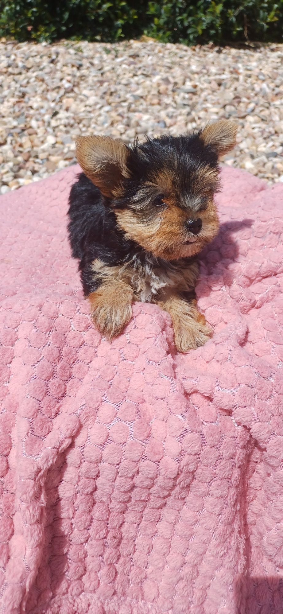 Yorkshire terrier fêmea