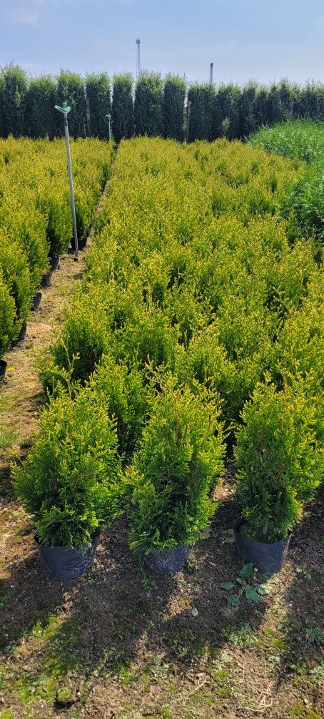 Tuja Kórnik 130  tuje 120  brabant 100 smaragd 60 thuja thuje żywopłot