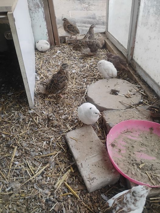 Sprawdzam przepiurki