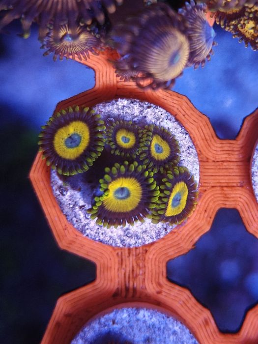 Scrambled Eggs Zoanthus, Corais de água salgada