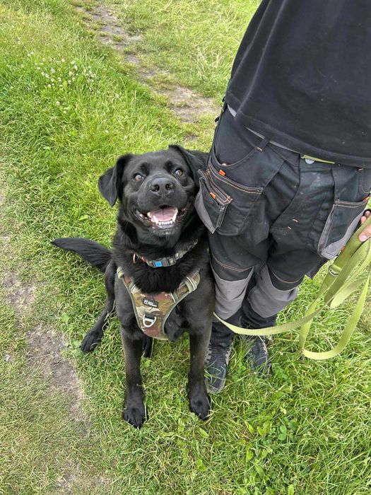 Duży samiec, czarny, spokojny, młody, 3lata