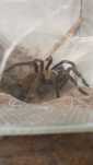 Samica Chilobrachys natanicharum (Chilobrachys sp. Electric Blue)