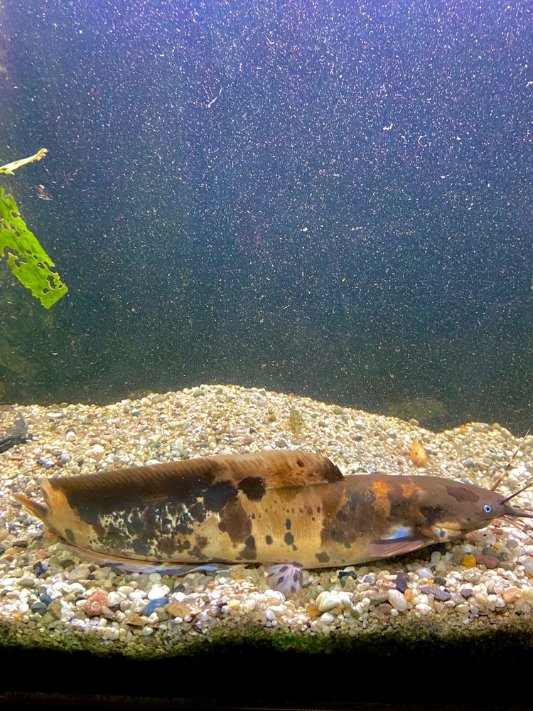 Sum Clarias Duża ryba Ponad 40cm