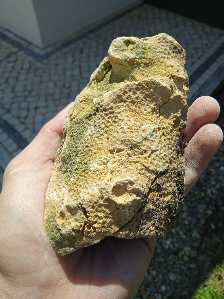 Fóssil Coral Jurássico Médio