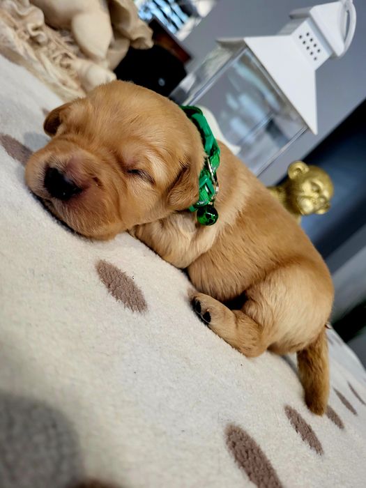 Golden retriever ciemno złote maluszki