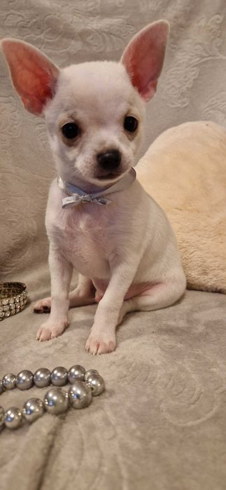 Piękny piesek Chihuahua