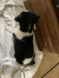 Jack russell terrier samce