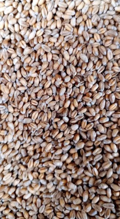 Jęczmień pszenica młynkowane…