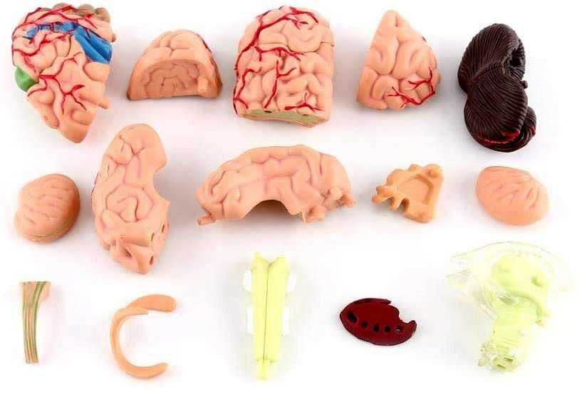 Мозок людини. Розбірна кольорова анатомічна модель.1:2 (15 частин)