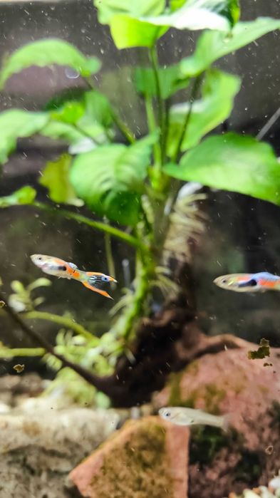 rośliny ANUBIAS akwarium