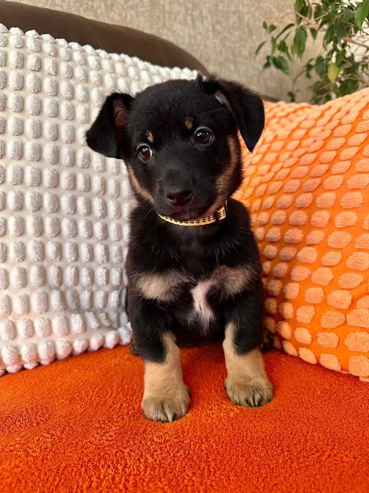 Malutka psia dziewczynka do adopcji - Pasta!