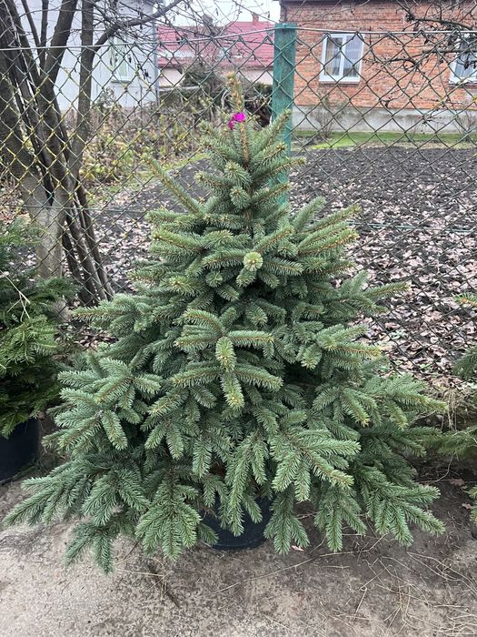 Живі ялинки в горщику. Кейбаб, Глаука