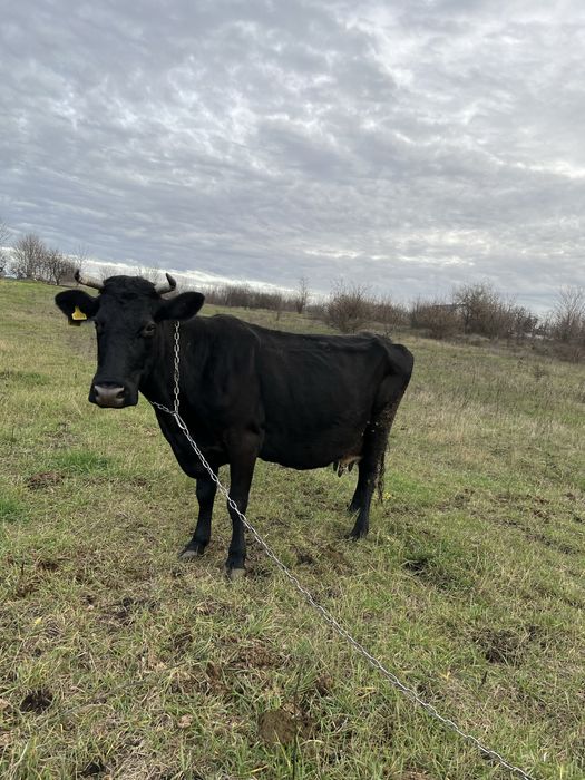 Корова, вік 10років
