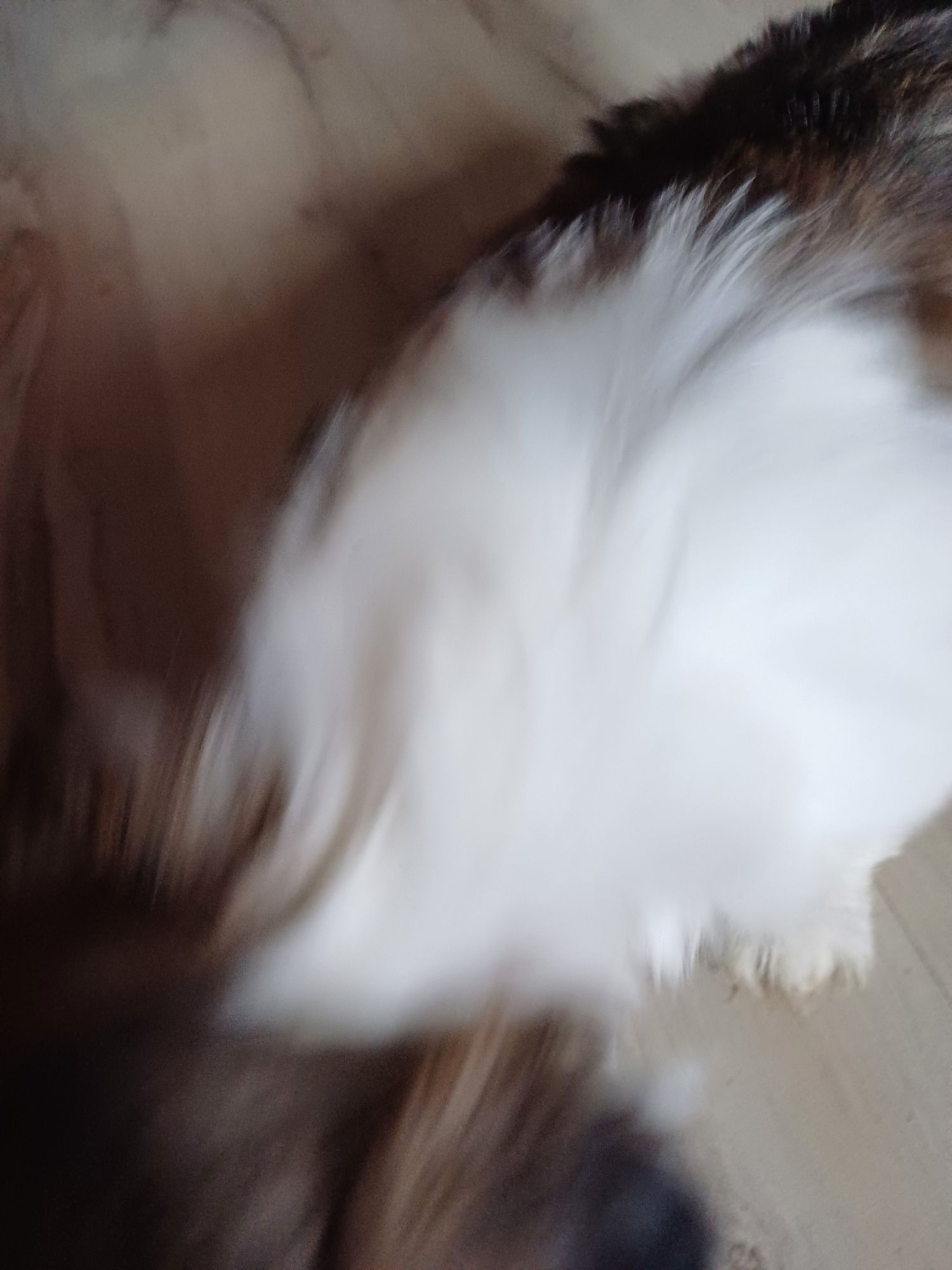 Ogłoszenia prywatne shih tzu