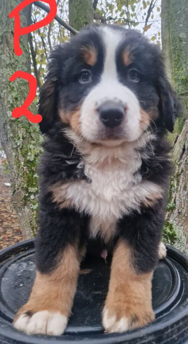 Szczeniak Berneński Pies Pasterski