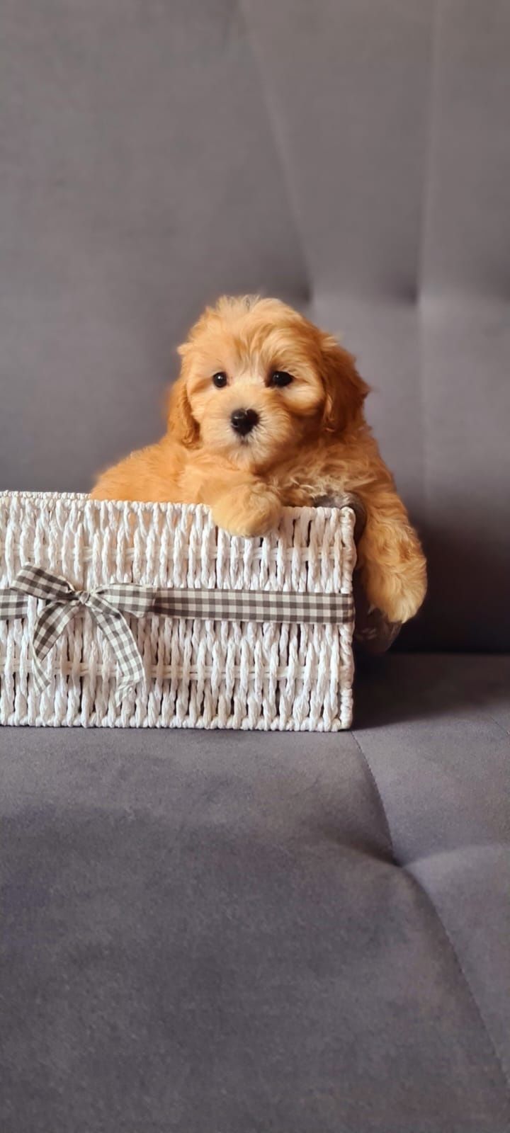 Śliczny piesek Maltipoo