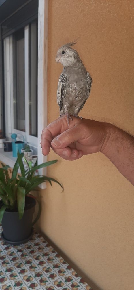 Vendo caturra criada à mão.