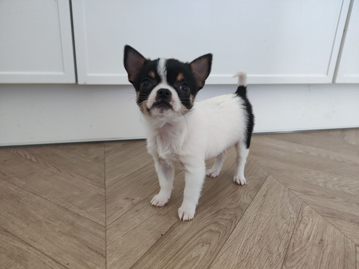 Chihuahua krótkowłosy piesek COCO