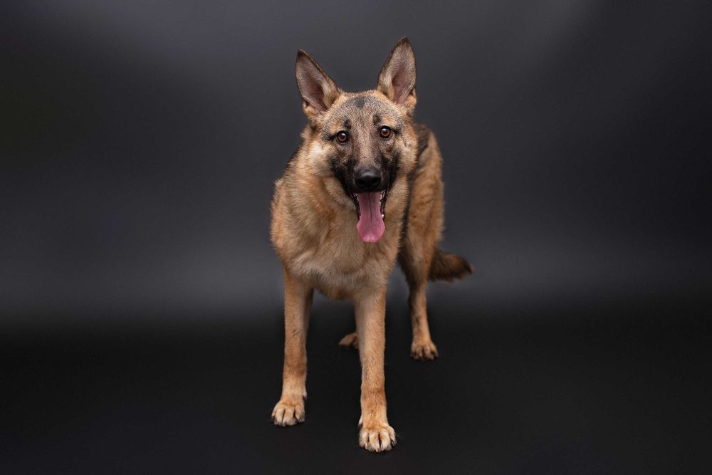 Віддам в добрі руки собаку дівчинку підлітка Леону.