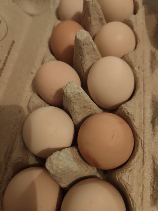 Jaja kurze z własnej hodowli