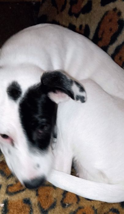 Щенки в хорошие руки