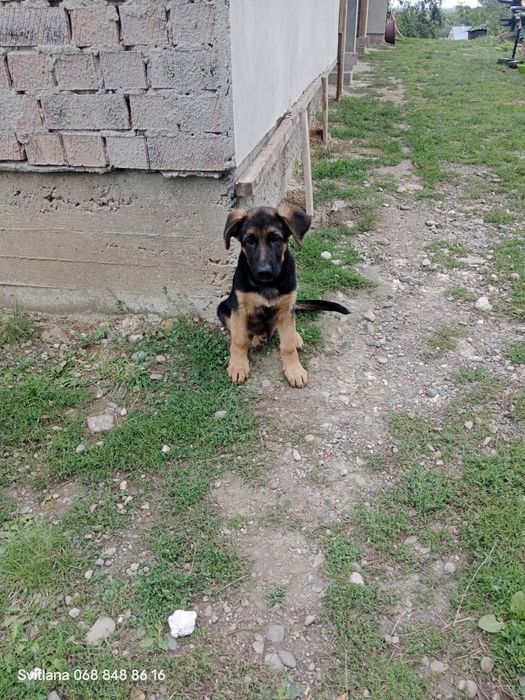 Нім.вівчарка.Дата народження 29.05.25.