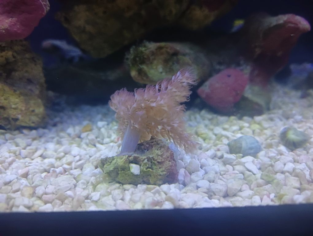 Capnella - koralowiec / akwarium morskie / Olsztyn Korale miękkie